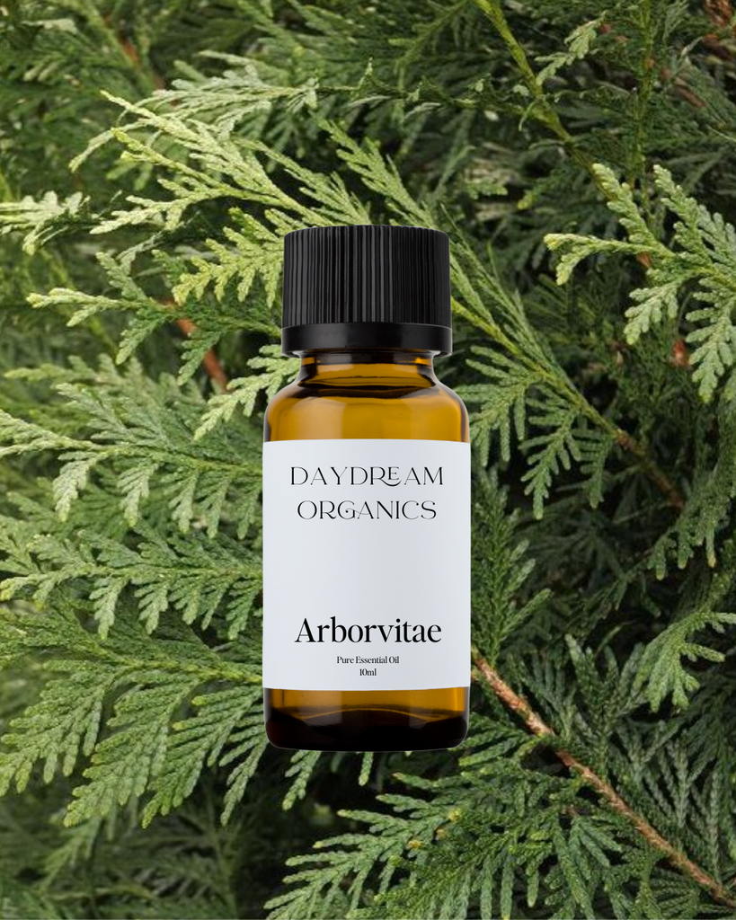 Arborvitae Essential Oil Daydream