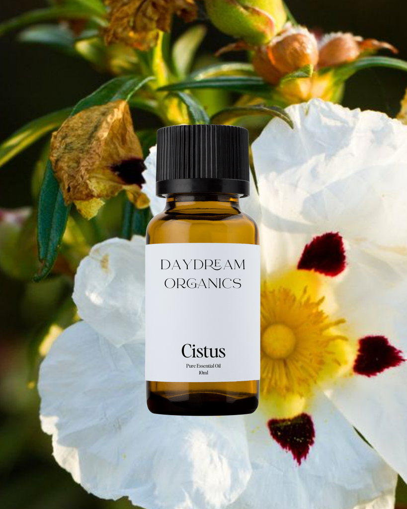 Cistus Essential Oil Daydream