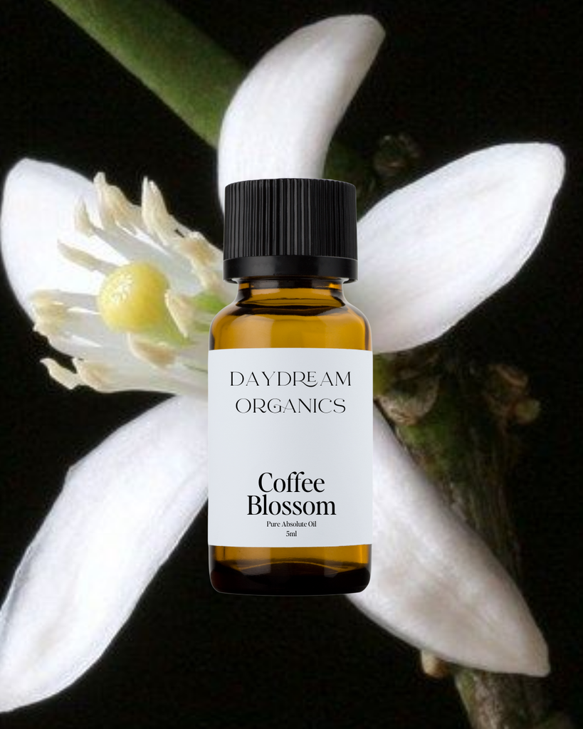 Coffee Blossom Absolute Oil Daydream