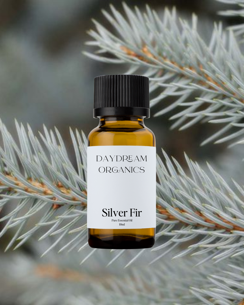 Silver Fir Needle Essential Oil Daydream