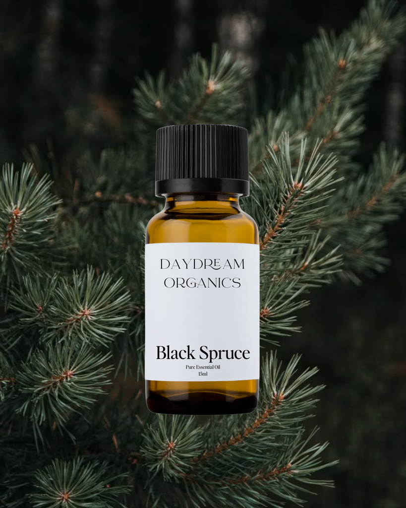 Black Spruce Essential Oil Daydream