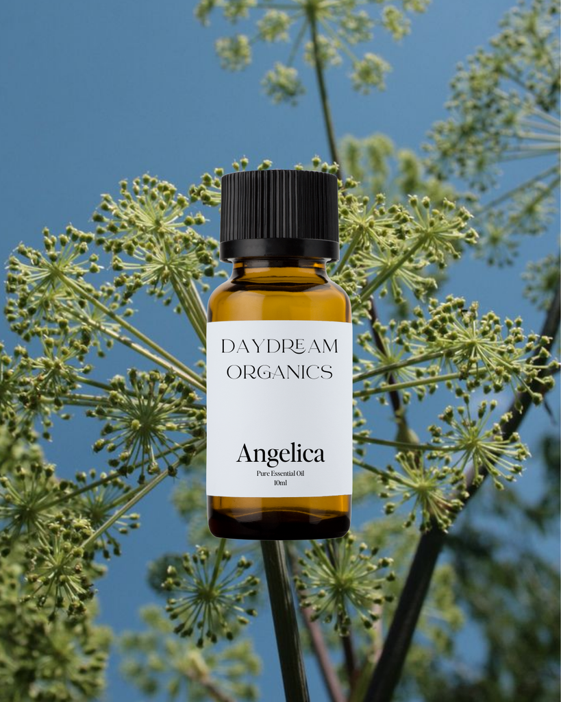 Angelica Essential Oil Daydream