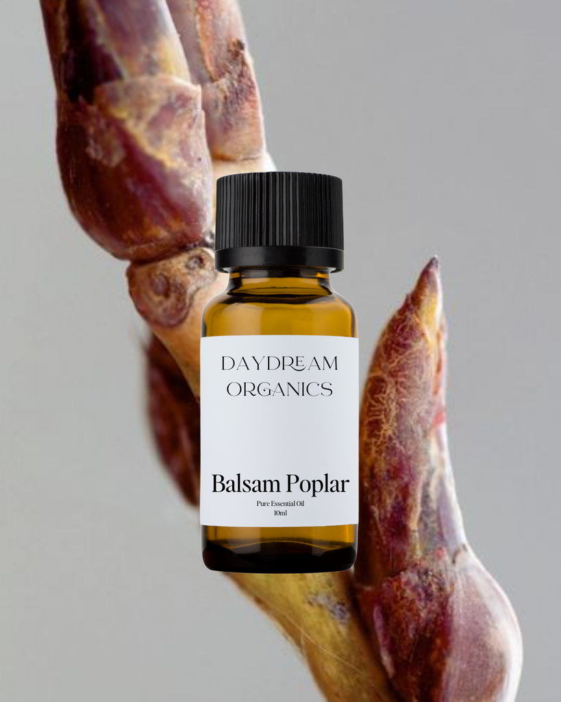 Balsam Poplar Essential Oil Daydream