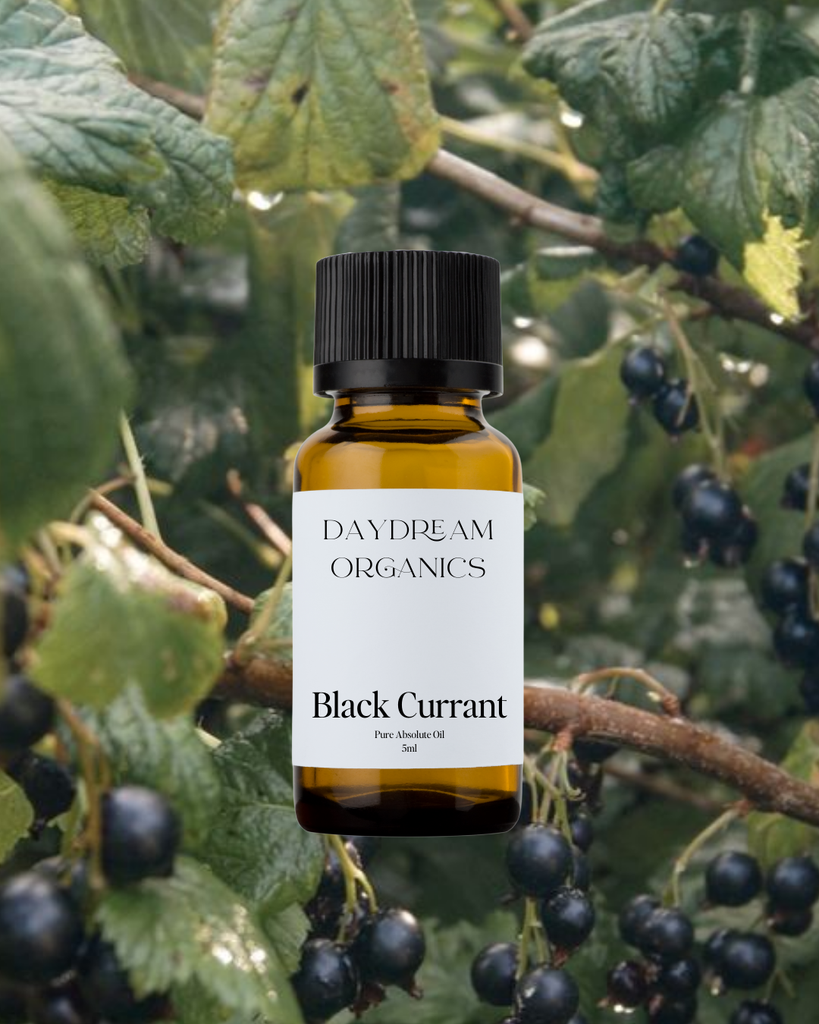Black Currant Absolute Oil Daydream