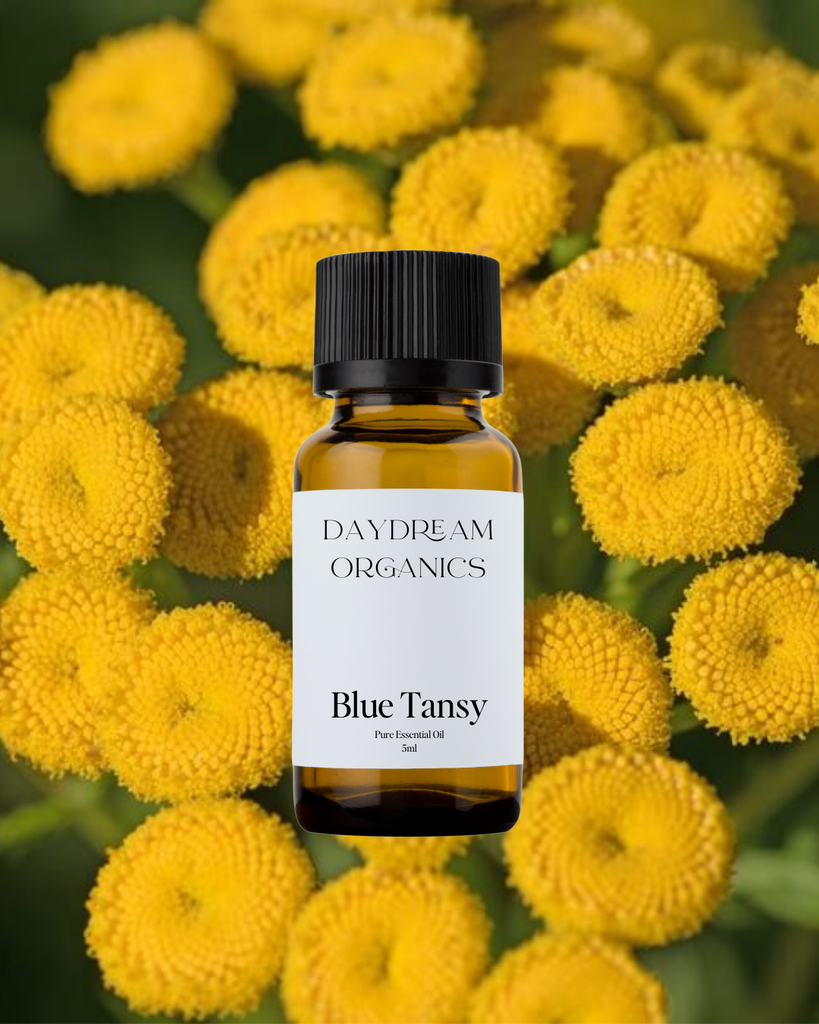 Blue Tansy Essential Oil Daydream