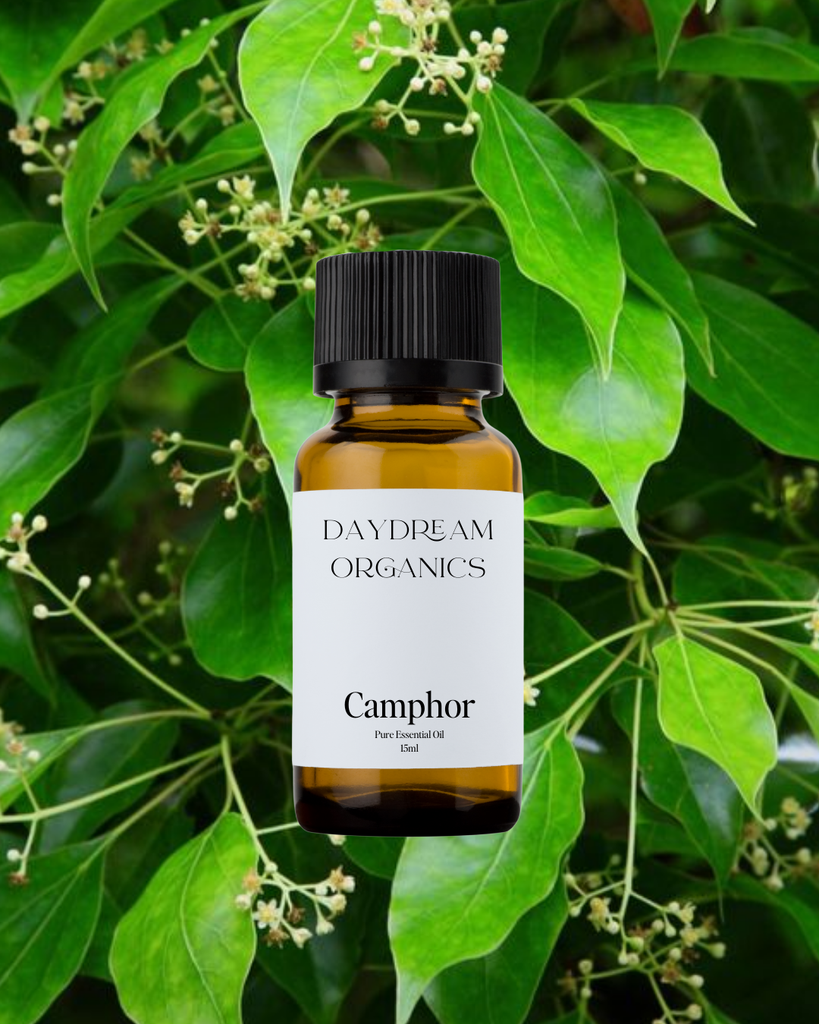 Camphor Essential Oil Daydream