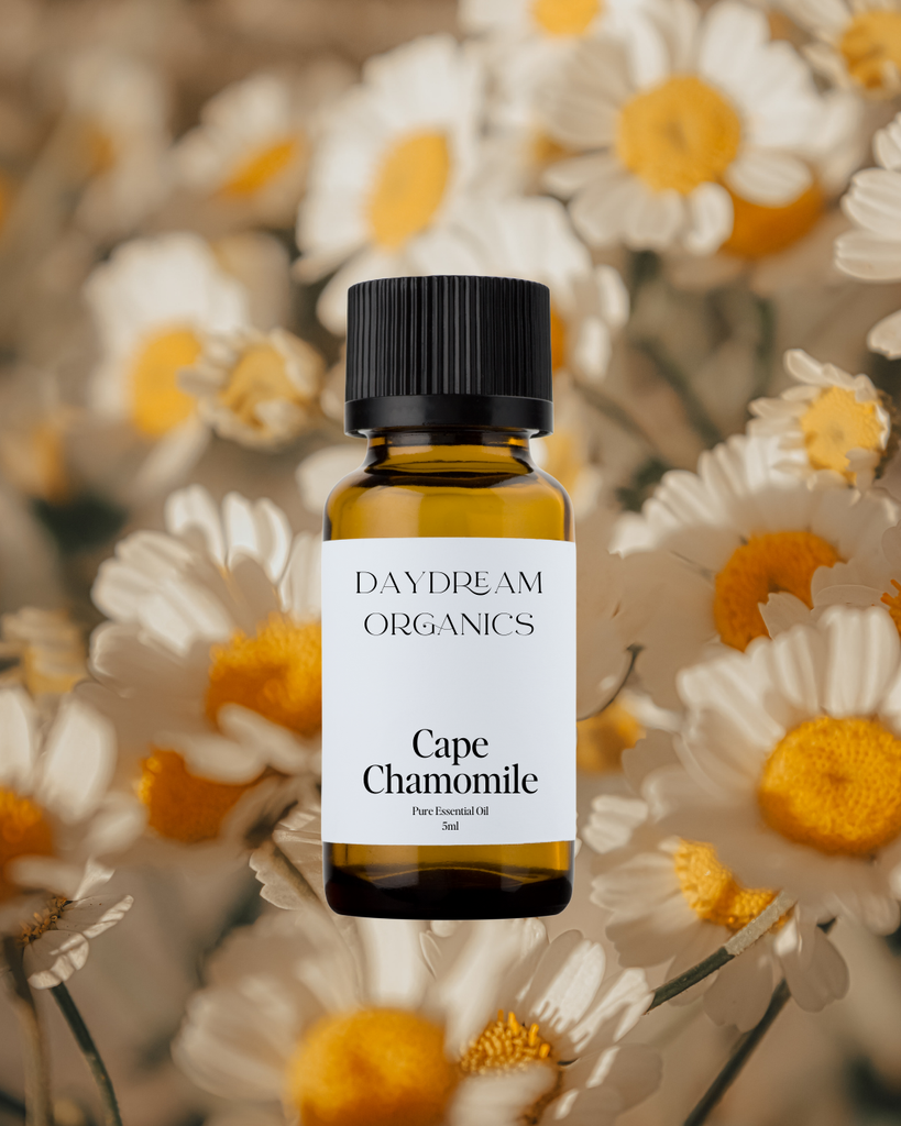 Chamomile (Cape) Essential Oil Daydream