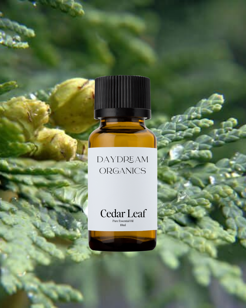 Cedar Leaf Essential Oil Daydream