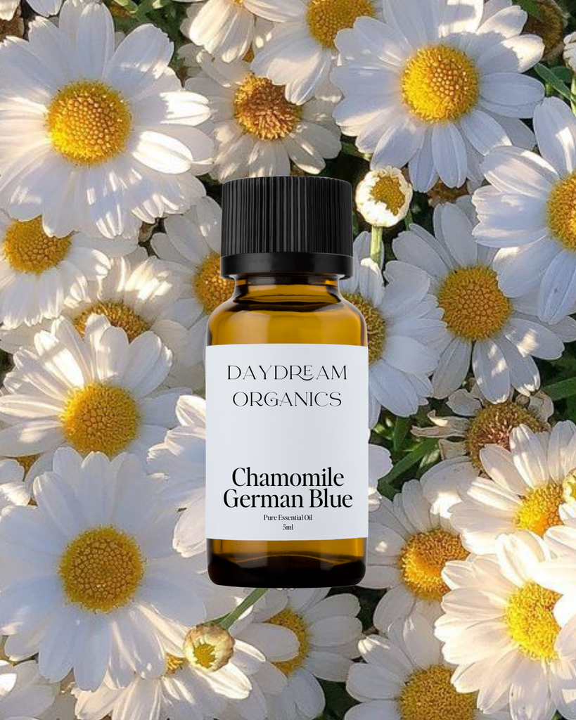 Chamomile German Blue Essential Oil Daydream