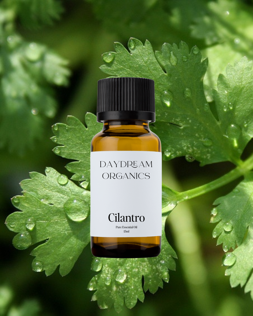 Cilantro Leaf Essential Oil Daydream
