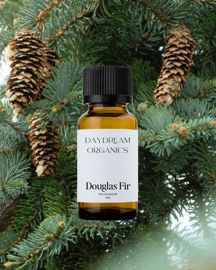 Douglas Fir Essential Oil Daydream