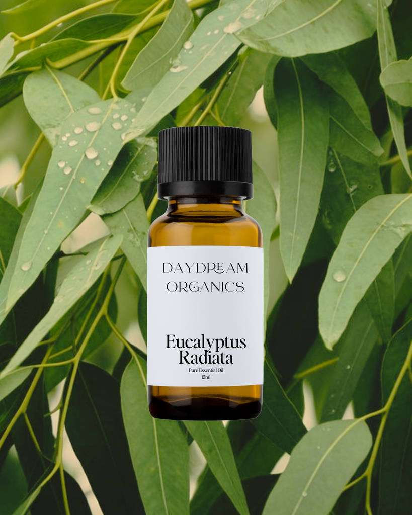 Eucalyptus Radiata Essential Oil Daydream