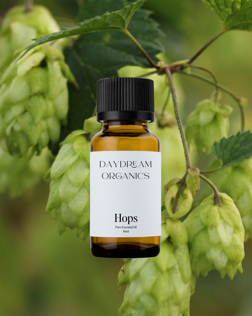 Hops Essential Oil Daydream