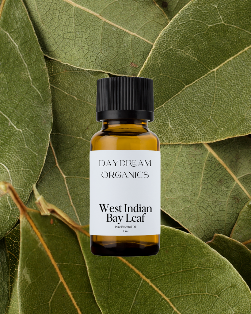 West Indian Bay Leaf (Bay Rum) Essential Oil Daydream
