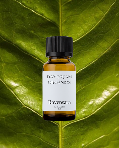 Ravensara Essential Oil Daydream