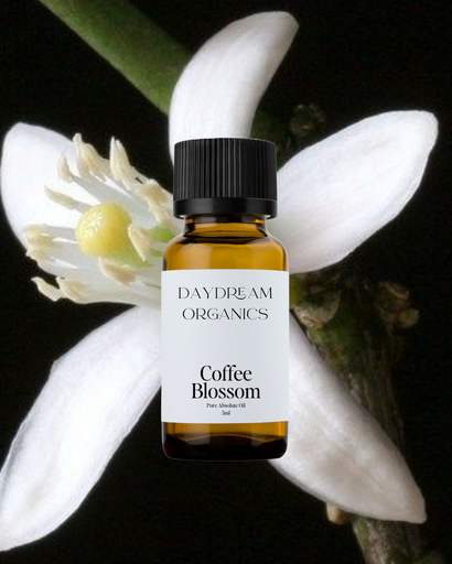 Coffee Blossom Absolute Oil Daydream