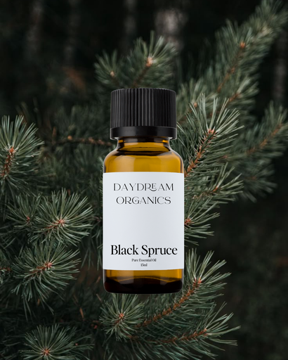 Black Spruce Essential Oil Daydream